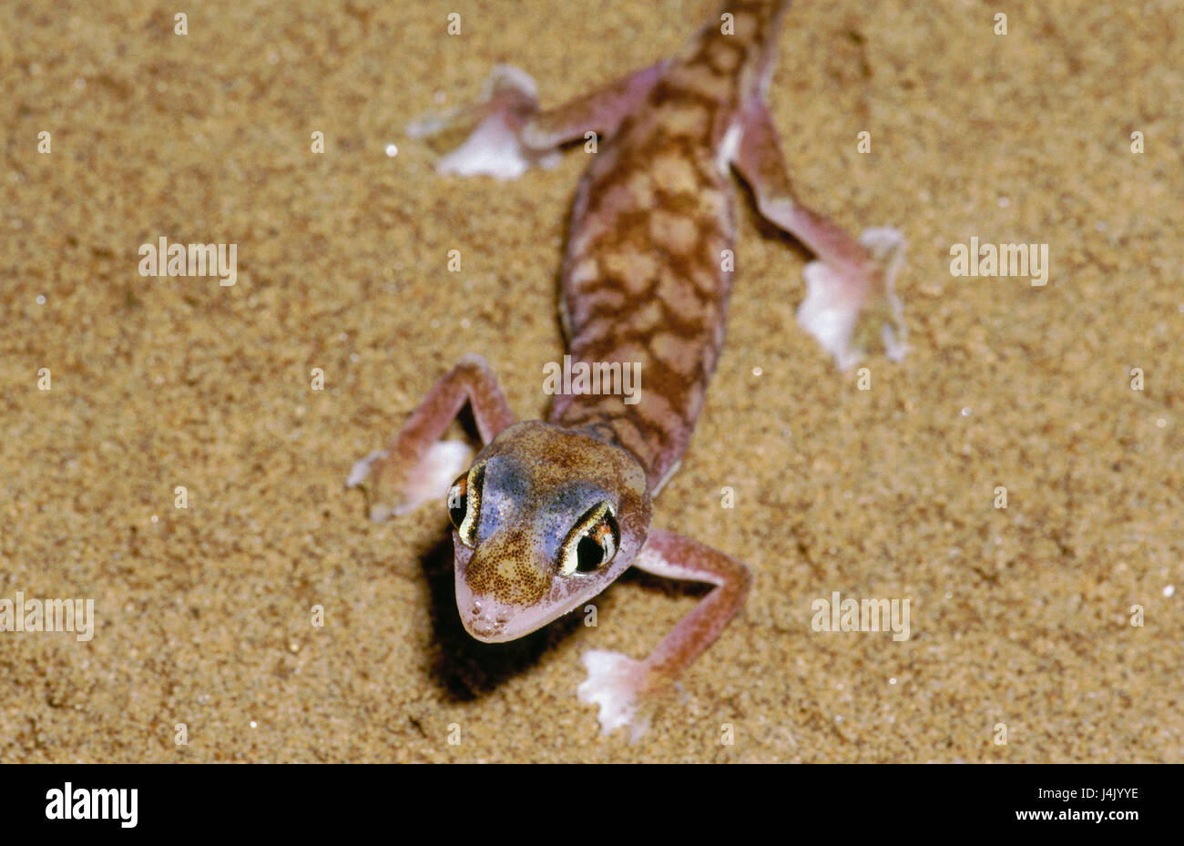 Namibia Desert Wild Gecko Palmatogecko Rangei South West Africa Namib Sand Close Swakopmund Animals Animal World Reptiles Reptile Namibia Desert Wild Gecko Palmatogecko Rangei South West Africa Namib Sand Close Swakopmund Animals Animal World Reptiles Reptile