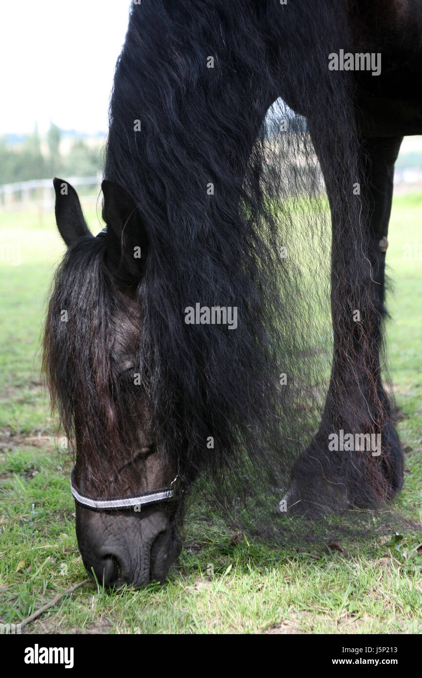 Halbblut Stock Photos & Halbblut Stock Images - Alamy