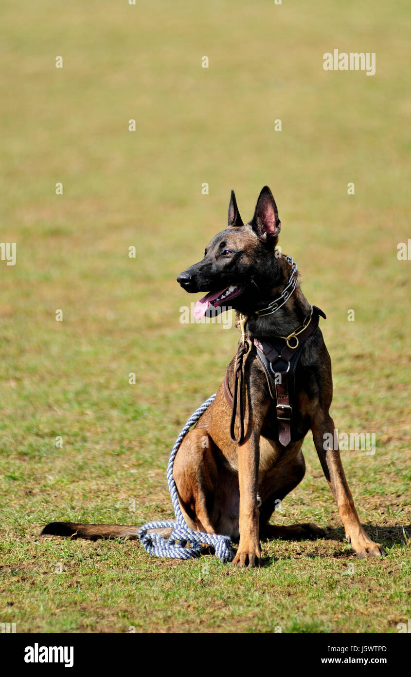 Mechelar Stock Photos & Mechelar Stock Images - Alamy