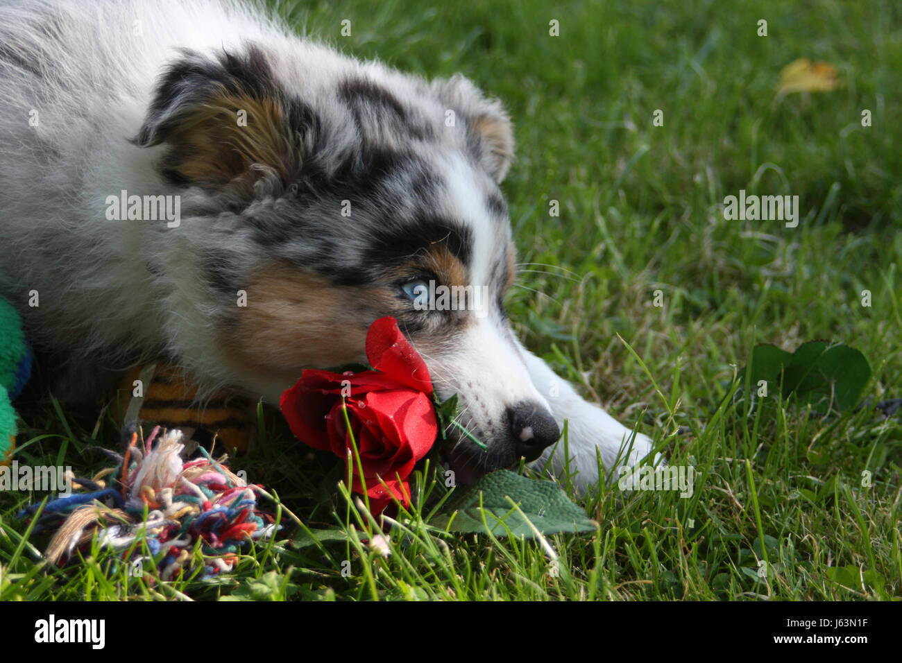 australian shepherd welpen 4 monate blue eyed australian shepherd dog stock photos u0026 blue eyed australian shepherd welpen 4 monate blue eyed australian shepherd dog stock photos u0026 blue eyed