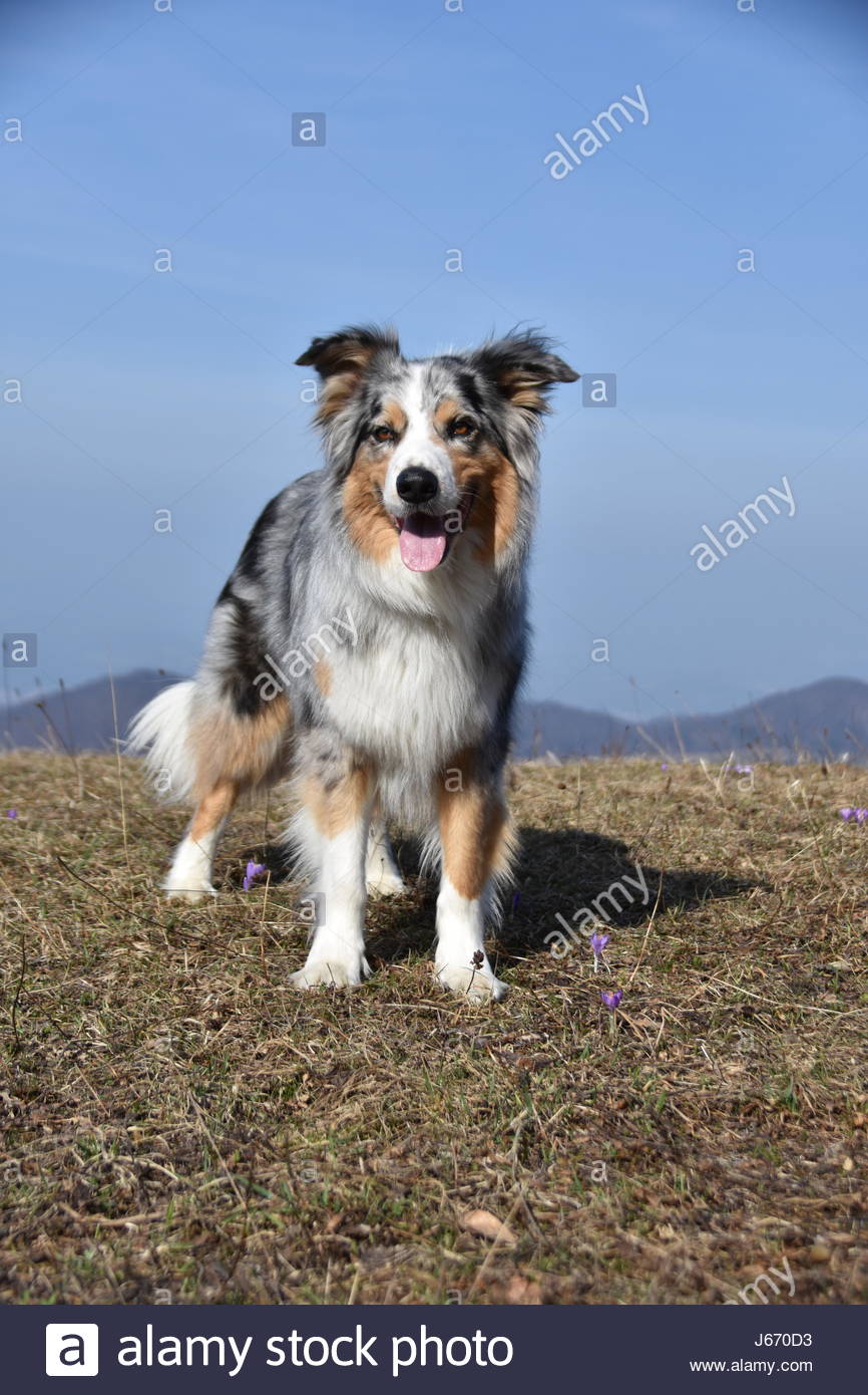 australian shepherd sheltie mix aussie shepherd stock photos u0026 aussie shepherd stock images alamy australian shepherd sheltie mix aussie shepherd stock photos u0026 aussie shepherd stock images alamy
