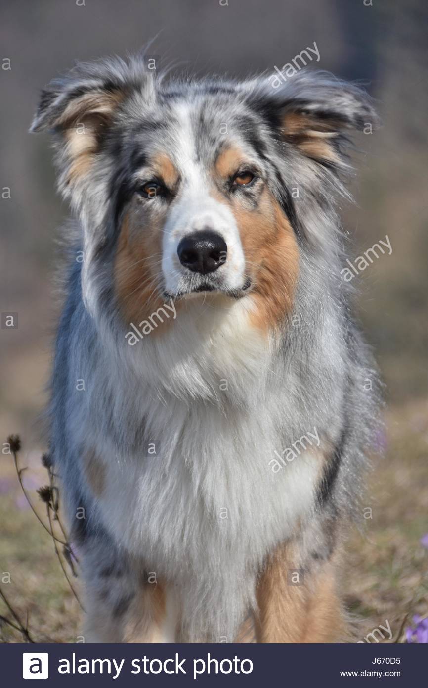 australian shepherd queensland australian cowboy stock photos u0026 australian cowboy stock images australian shepherd queensland australian cowboy stock photos u0026 australian cowboy stock images
