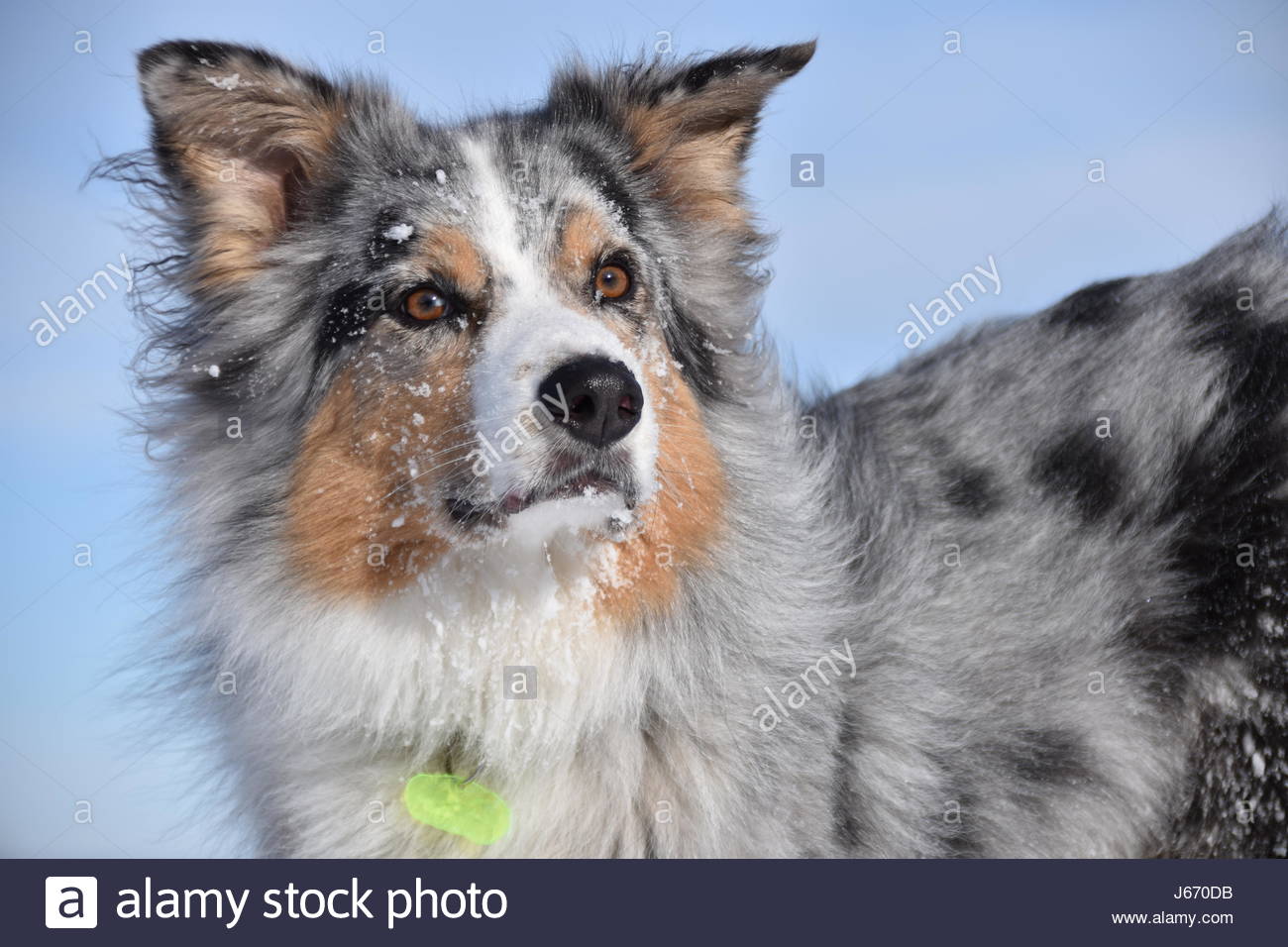 australian shepherd queensland australian cowboy stock photos u0026 australian cowboy stock images australian shepherd queensland australian cowboy stock photos u0026 australian cowboy stock images