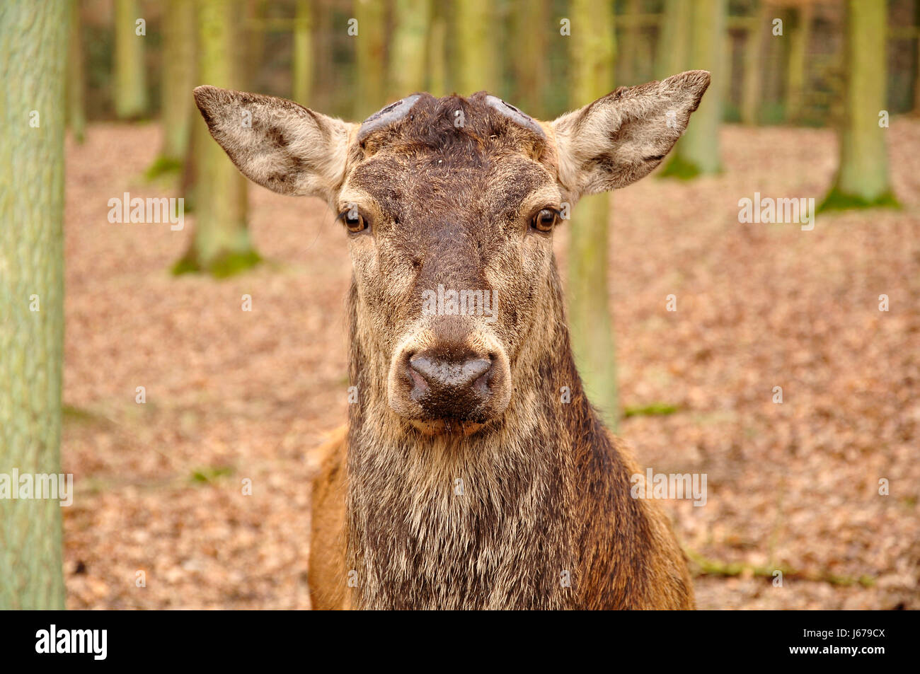 deer-without-antlers-stock-photo-141531962-alamy