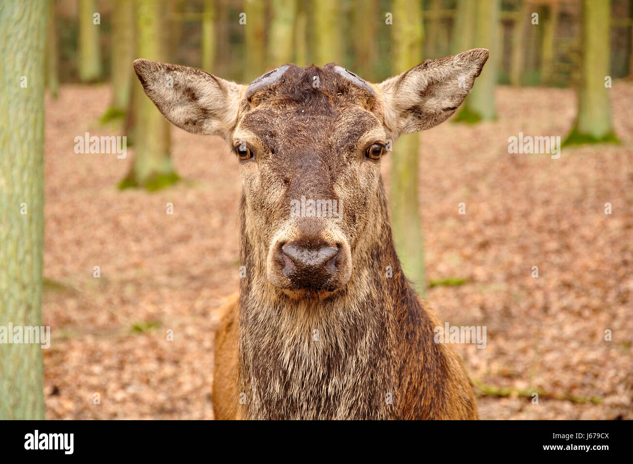 what-are-deer-antlers-made-of-not-what-you-expect