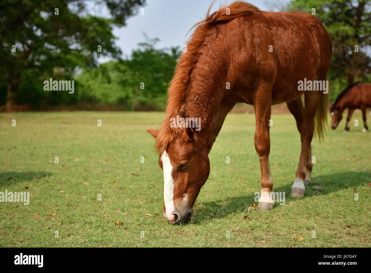 30 Schönheit darshan horse for Darshan Horse Farm
165jwn 30 Schönheit darshan horse for Darshan Horse Farm
165jwn