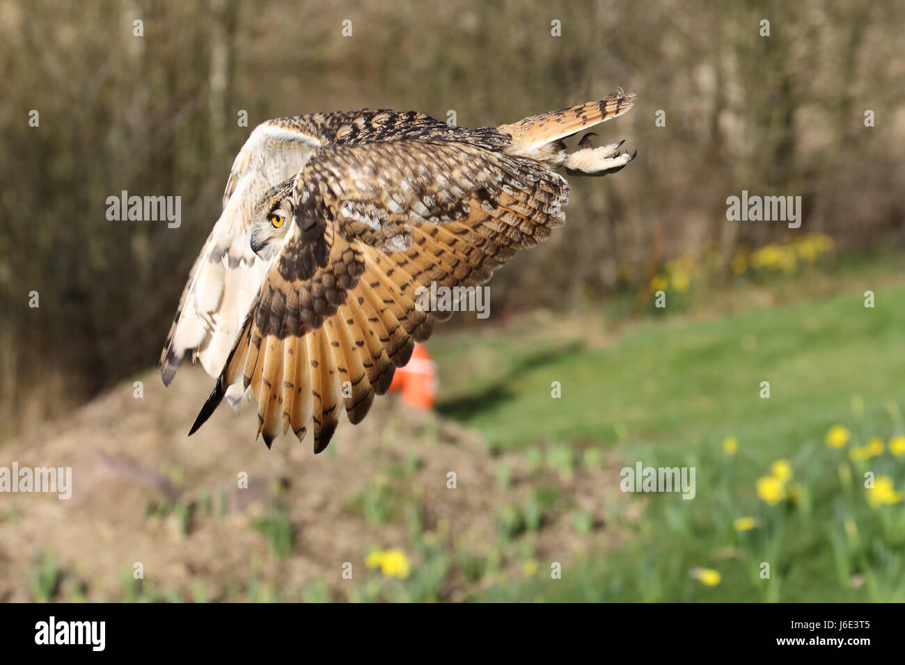 owl in hindi All totems | spirit animal meanings and symbolism / spirit animals / owl meaning the silence and symbolism of the owl spirit offers lessons of stealth and poise. owl in hindi All totems | spirit animal meanings and symbolism / spirit animals / owl meaning the silence and symbolism of the owl spirit offers lessons of stealth and poise.