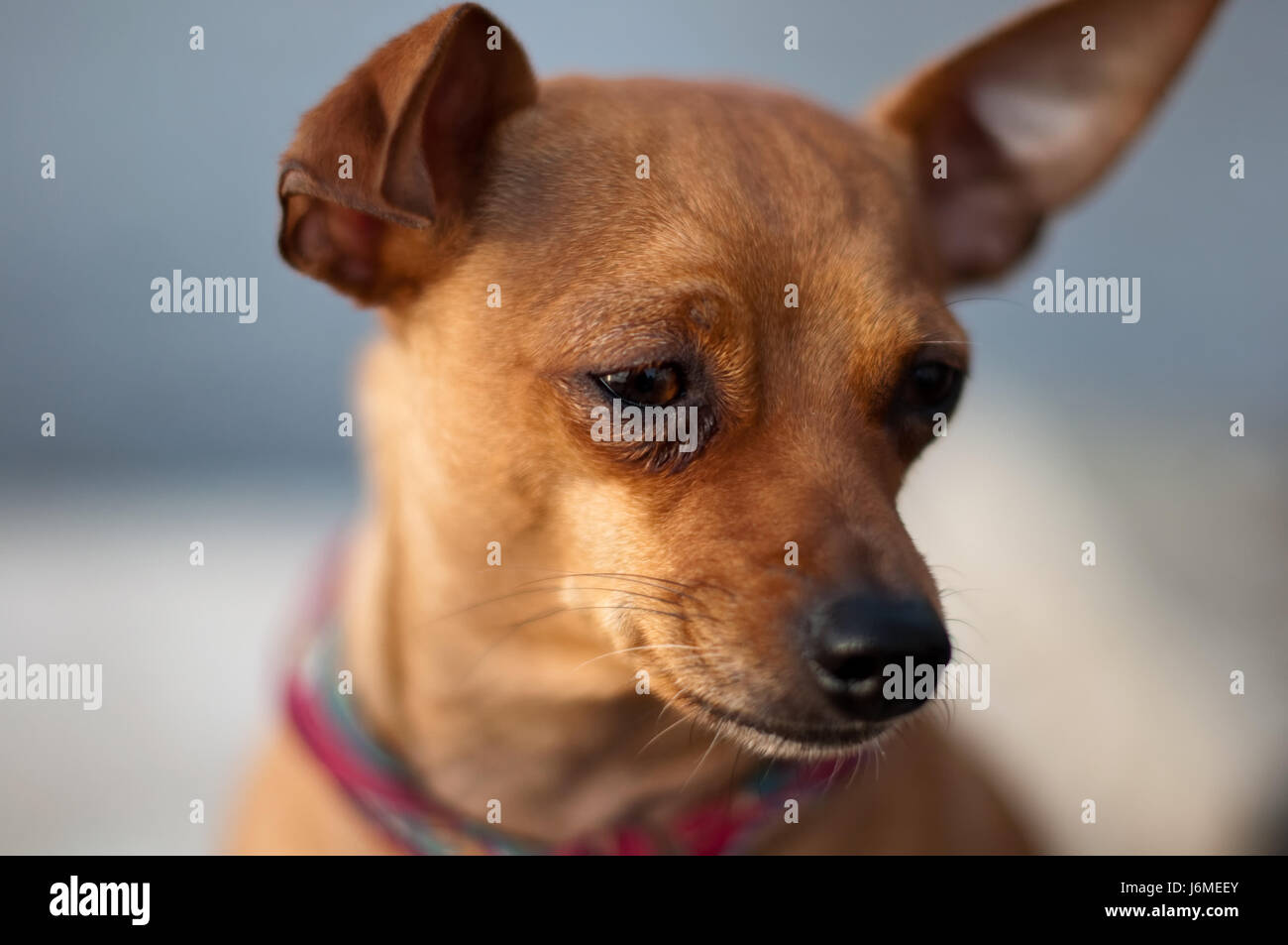 5 monate alter australian shepherd deutscher pinscher stock photos u0026 deutscher pinscher stock images 5 monate alter australian shepherd deutscher pinscher stock photos u0026 deutscher pinscher stock images