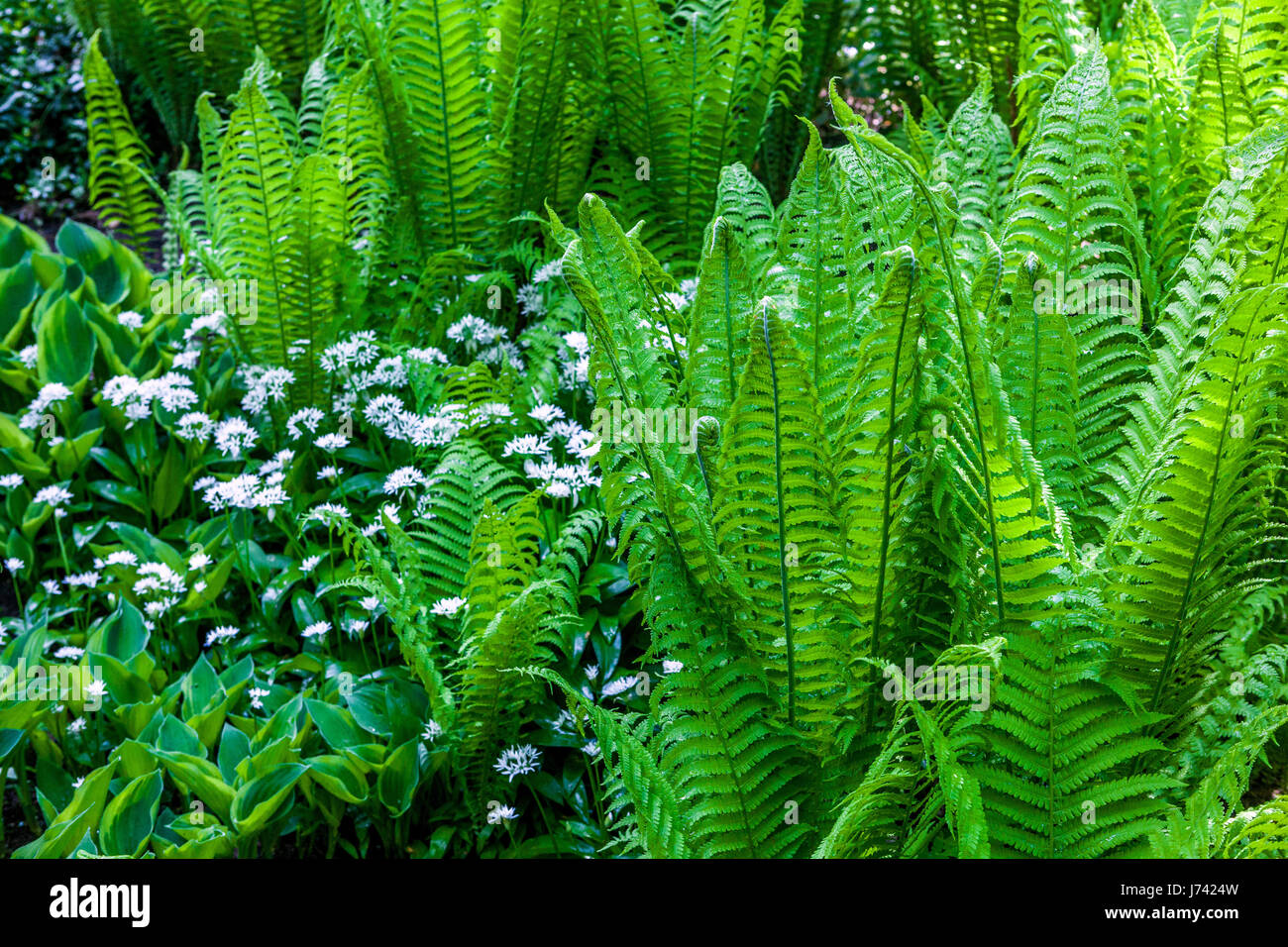 fiddlehead fern plants for sale