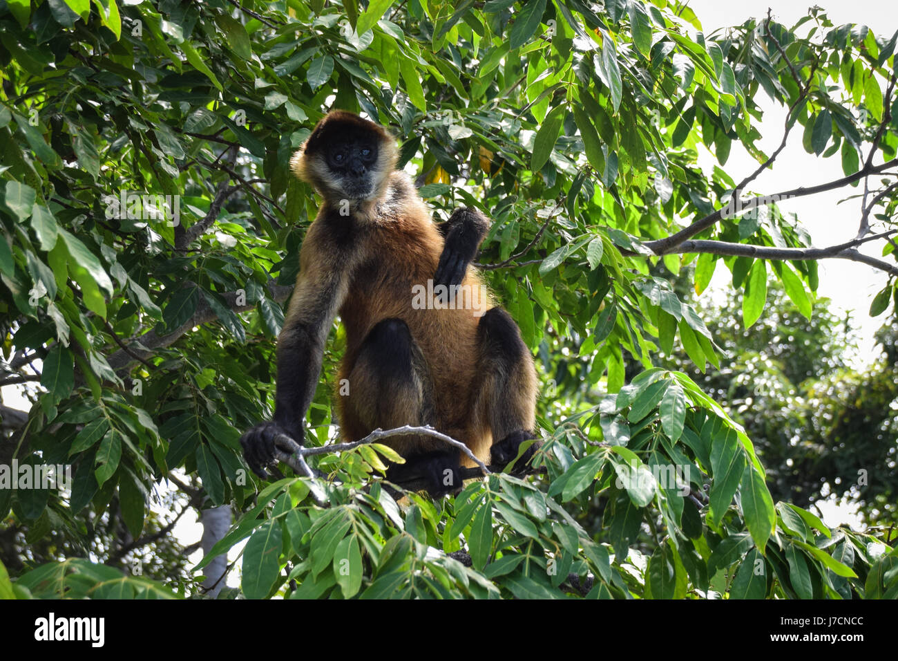 Black Handed Spider Monkey Ateles Geoffroyi Stock Photo Alamy