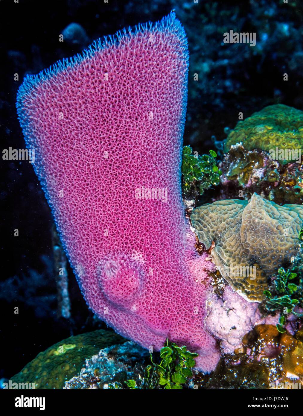 Callyspongia plicifera, the azure vase sponge, is a species of Stock Photo, Royalty Free Image