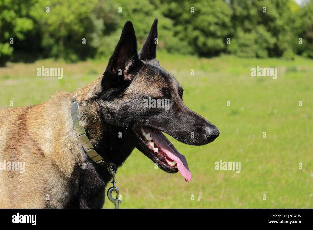 belgian shepherd or border collie sheepdog training stock photos u0026 sheepdog training stock images belgian shepherd or border collie sheepdog training stock photos u0026 sheepdog training stock images