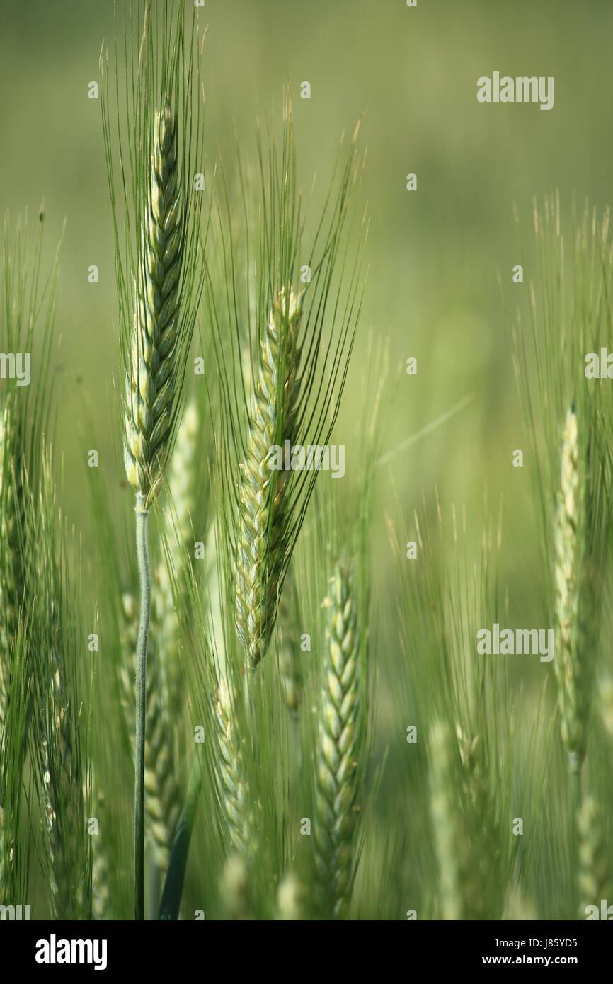 Agriculture Farming Field Wheat Food Aliment Eco Green Agriculture