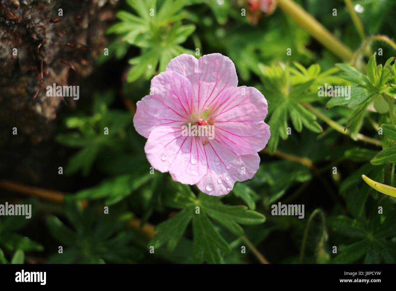 Single Bloom Geranium Single Bloom Geranium