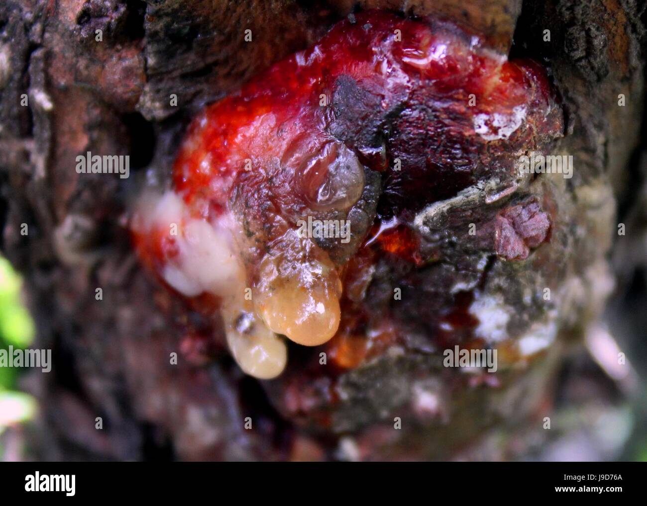 tannin in plant Stock Photo, Royalty Free Image 143505890