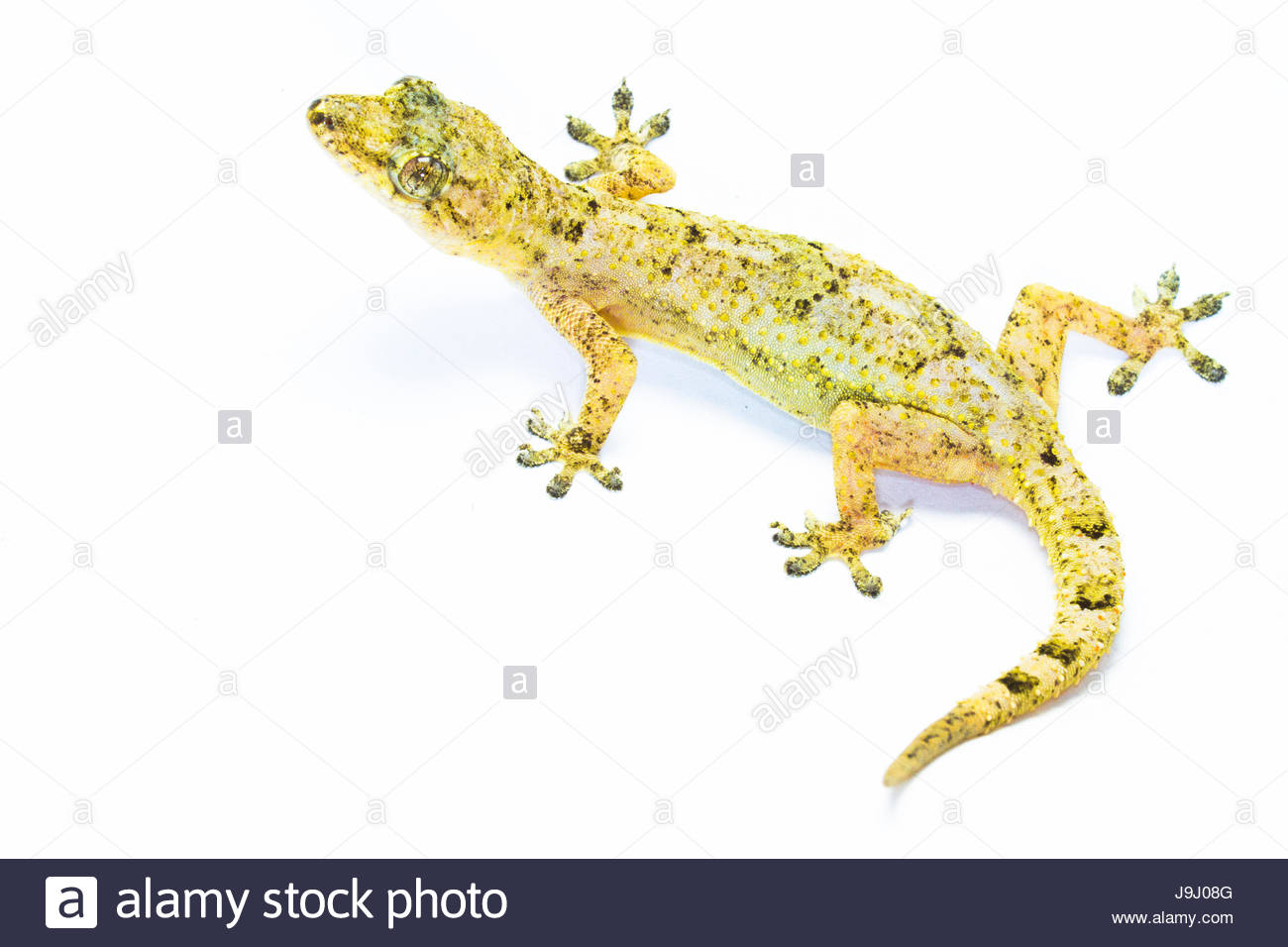 animal portrait of a tropical house gecko, hemidactylus mabouia animal portrait of a tropical house gecko, hemidactylus mabouia