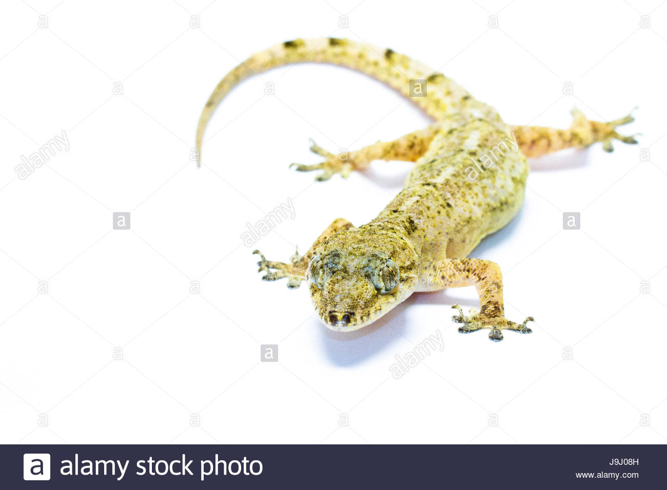 animal portrait of a tropical house gecko, hemidactylus mabouia animal portrait of a tropical house gecko, hemidactylus mabouia