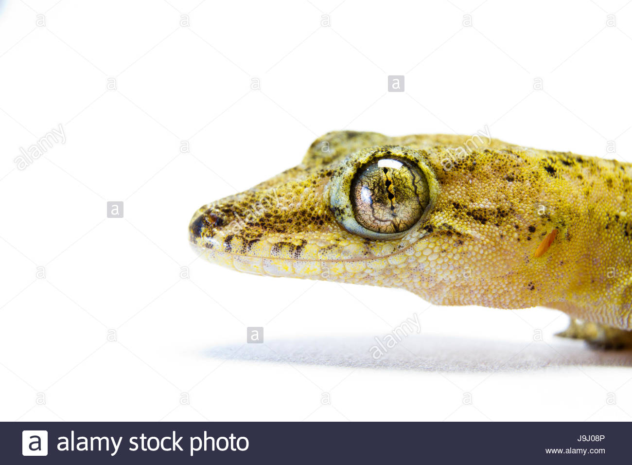 animal portrait of a tropical house gecko, hemidactylus mabouia animal portrait of a tropical house gecko, hemidactylus mabouia