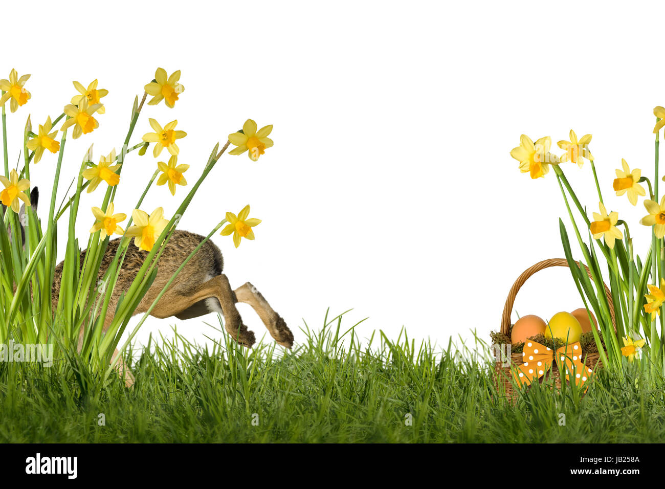 Osterhase auf Wiese mit Osterglocken freigestellt auf weißem