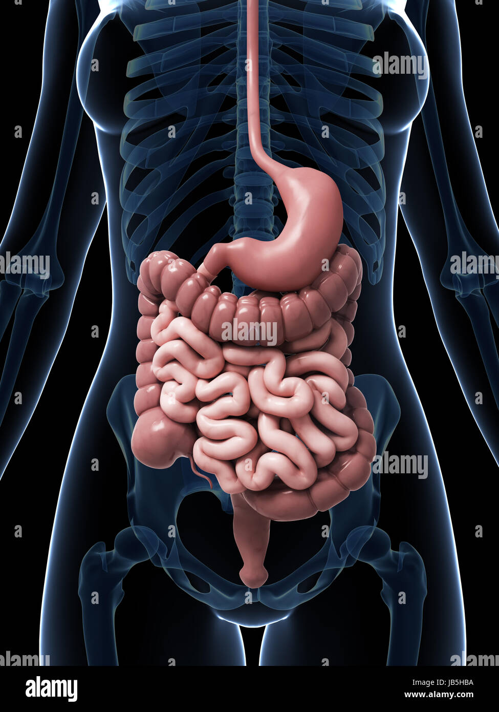D Rendered Illustration Of The Female Digestive System Stock Photo Alamy