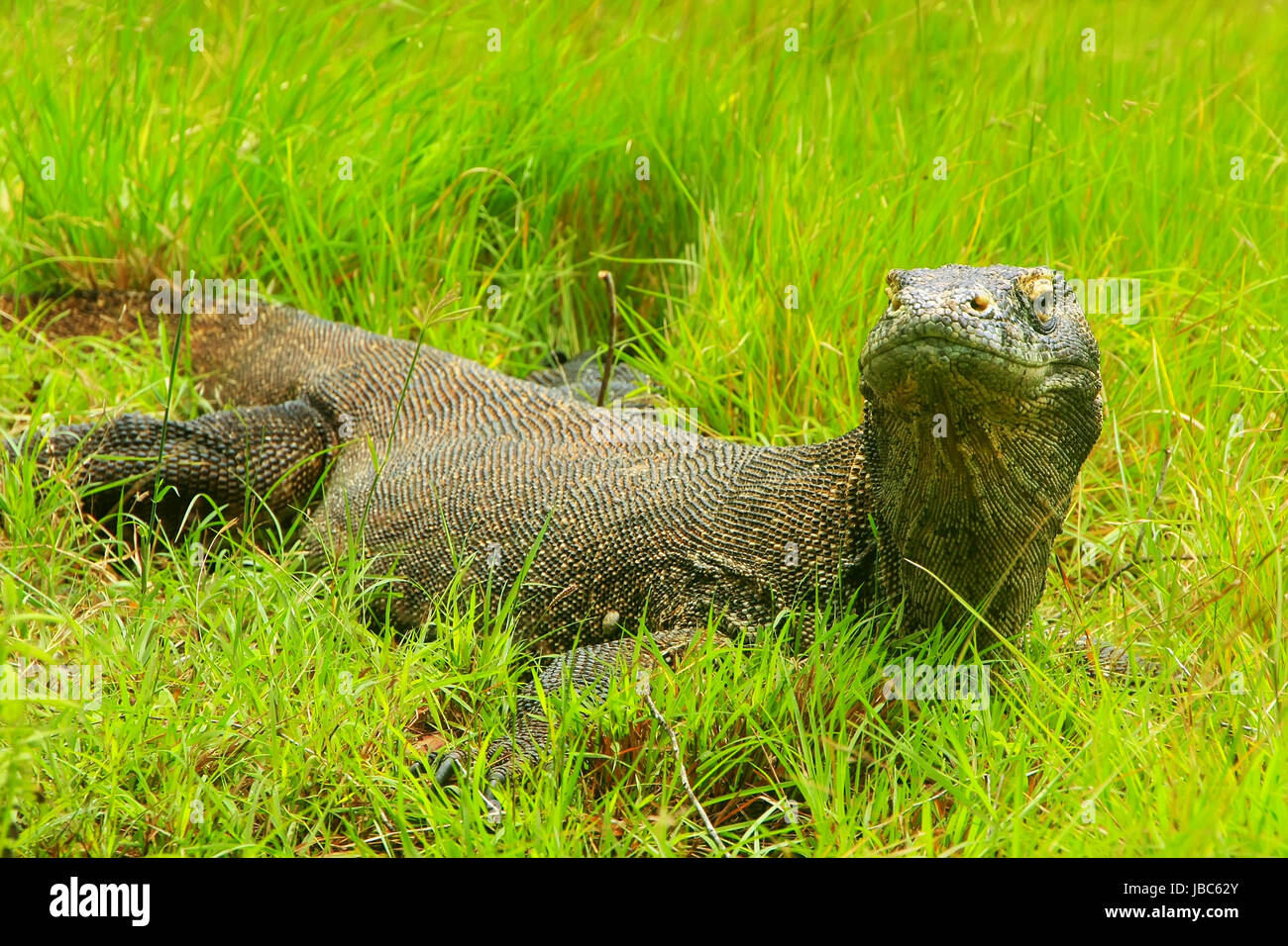 Komodo Dragon Varanus Komodoensis Lying In Grass On Rinca Island In