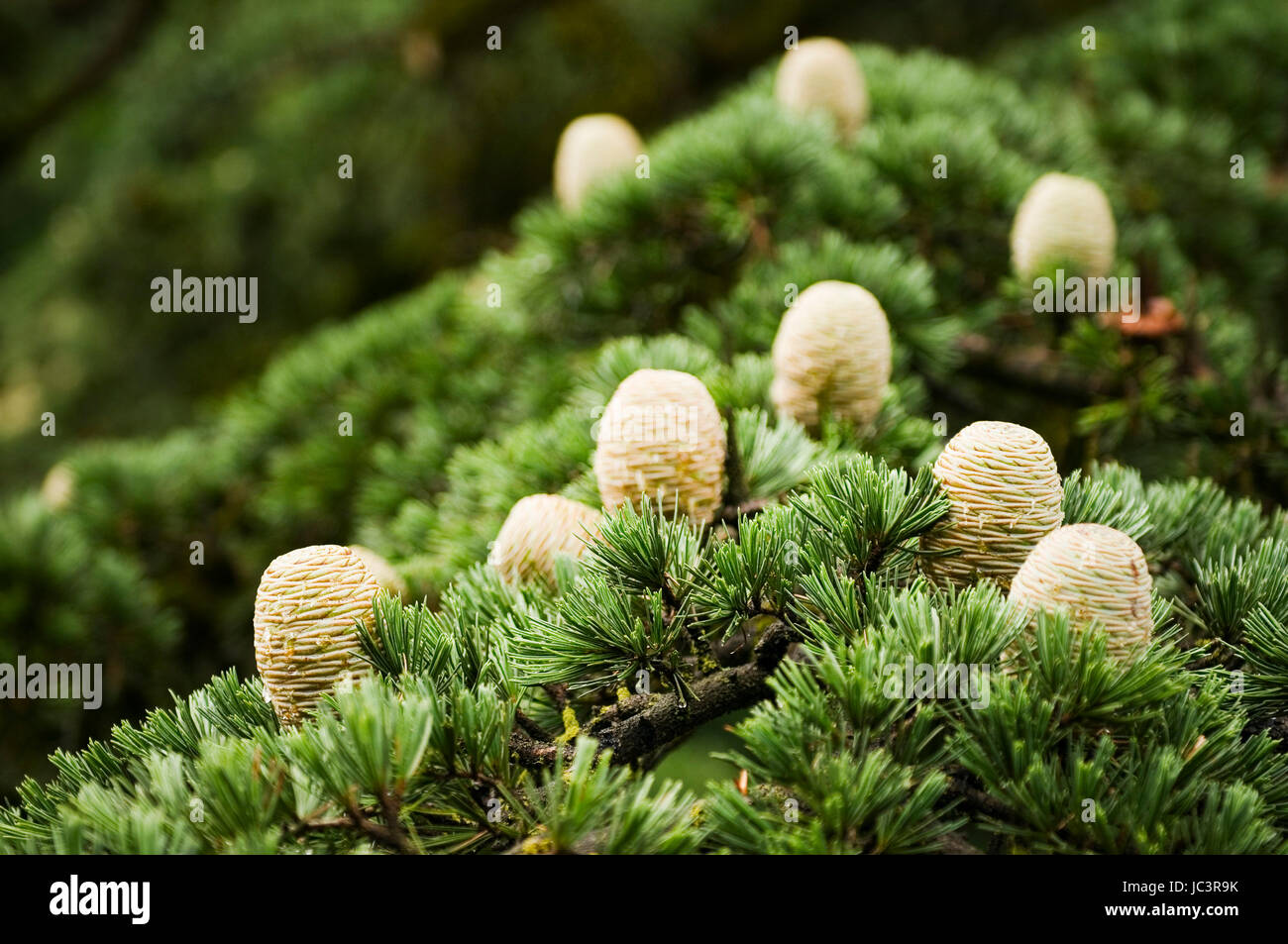 Nahaufnahme ZederZapfen auf Baum Stock Photo, Royalty Free Image