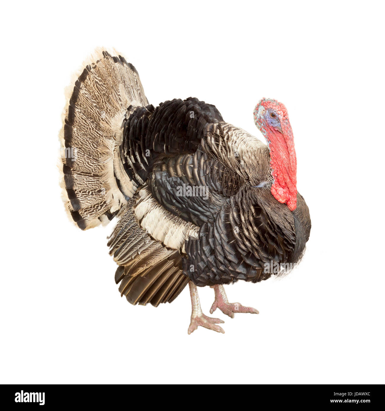 Turkey Isolated On White Background Stock Photo Alamy