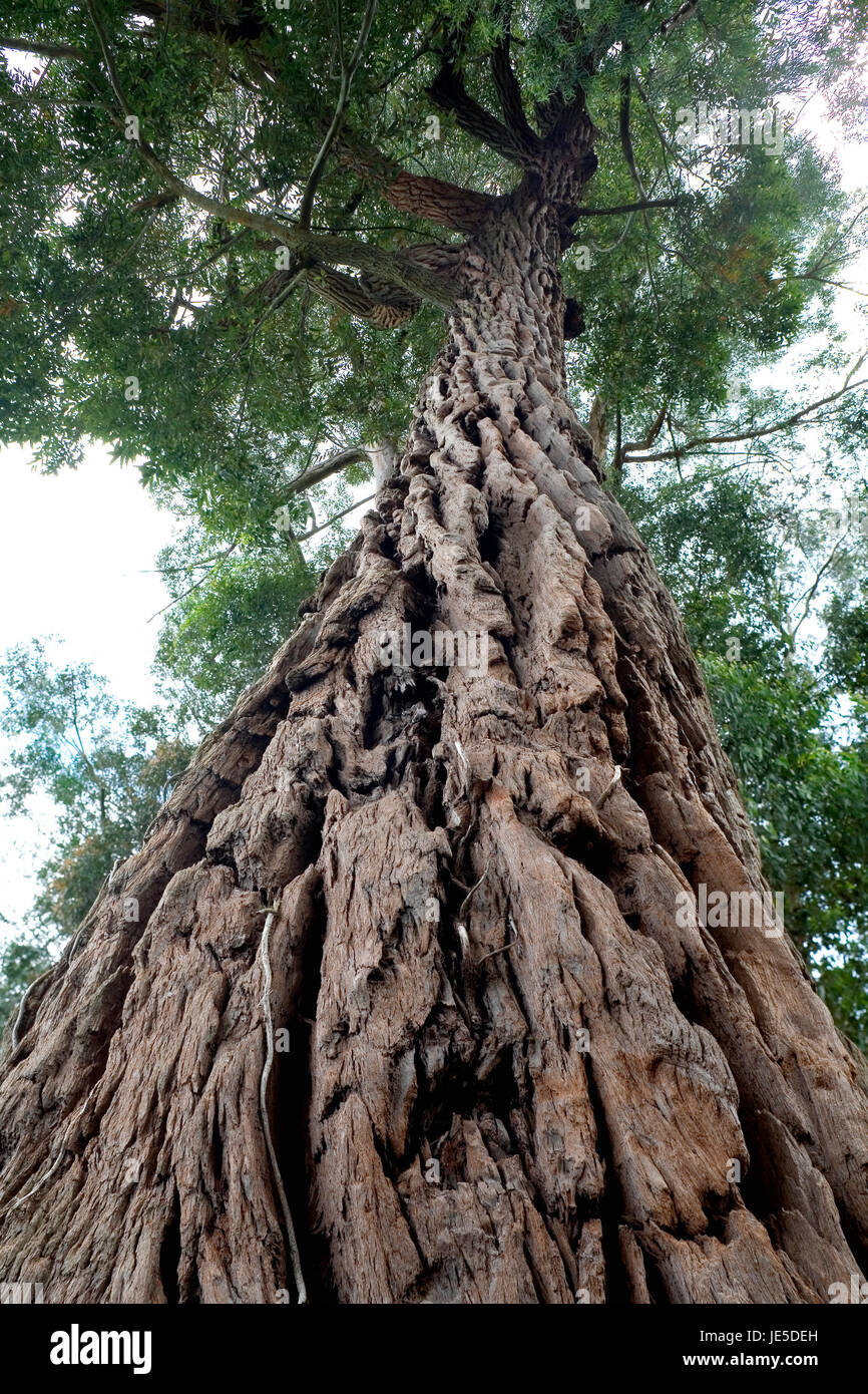 Swamp mahogany or swamp messmate, Eucalyptus robusta. Trunk Stock Photo