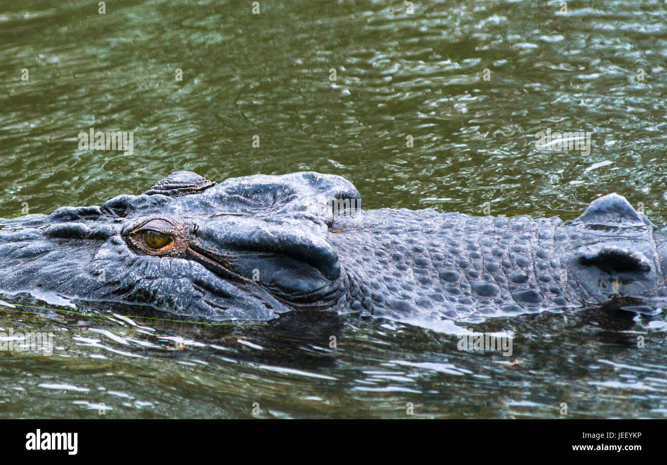 Saltwater Crocodile Close Up On East Alligator River Kakadu National