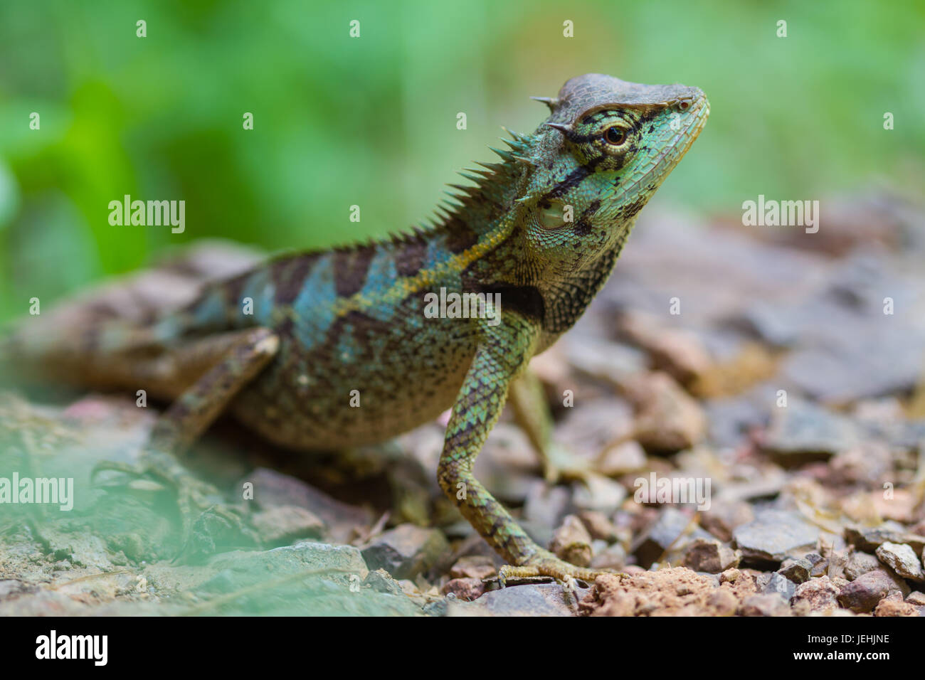 Green Crested Lizard Black Face Lizard Tree Lizard On Ground Stock