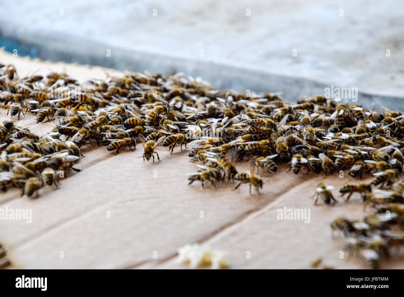 a large congestion of bees on a sheet of cardboard swarming of the large sheet of cardboard