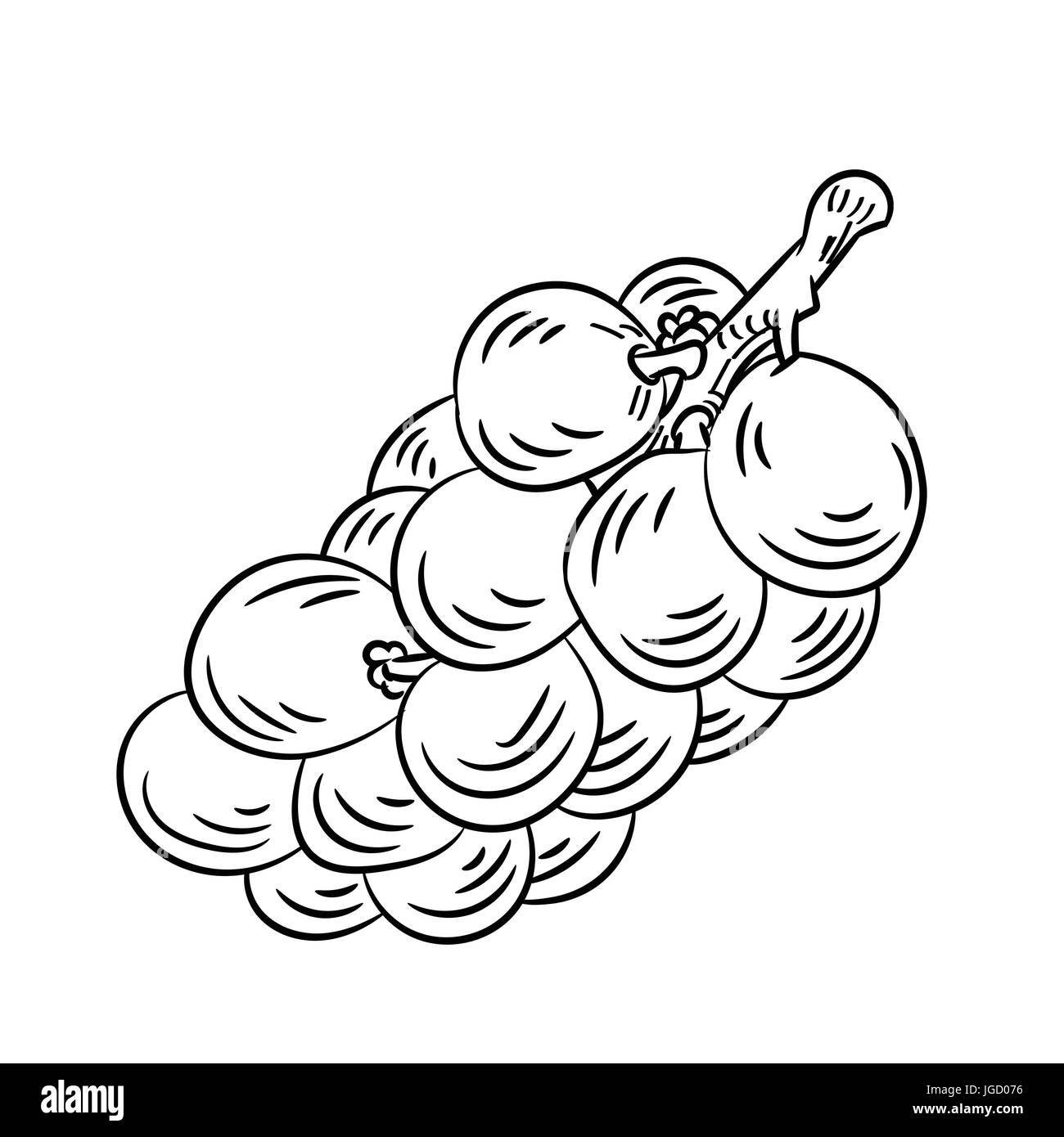 Hand Drawn Sketch Of Langsat Isolated Black And White Cartoon Vector Stock Vector Art Vector Image Black White Sketch