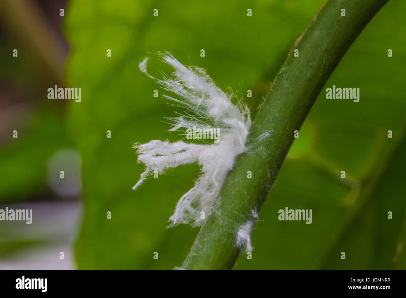 White Mealy bug insect on tree close up Stock Photo, Royalty Free Image