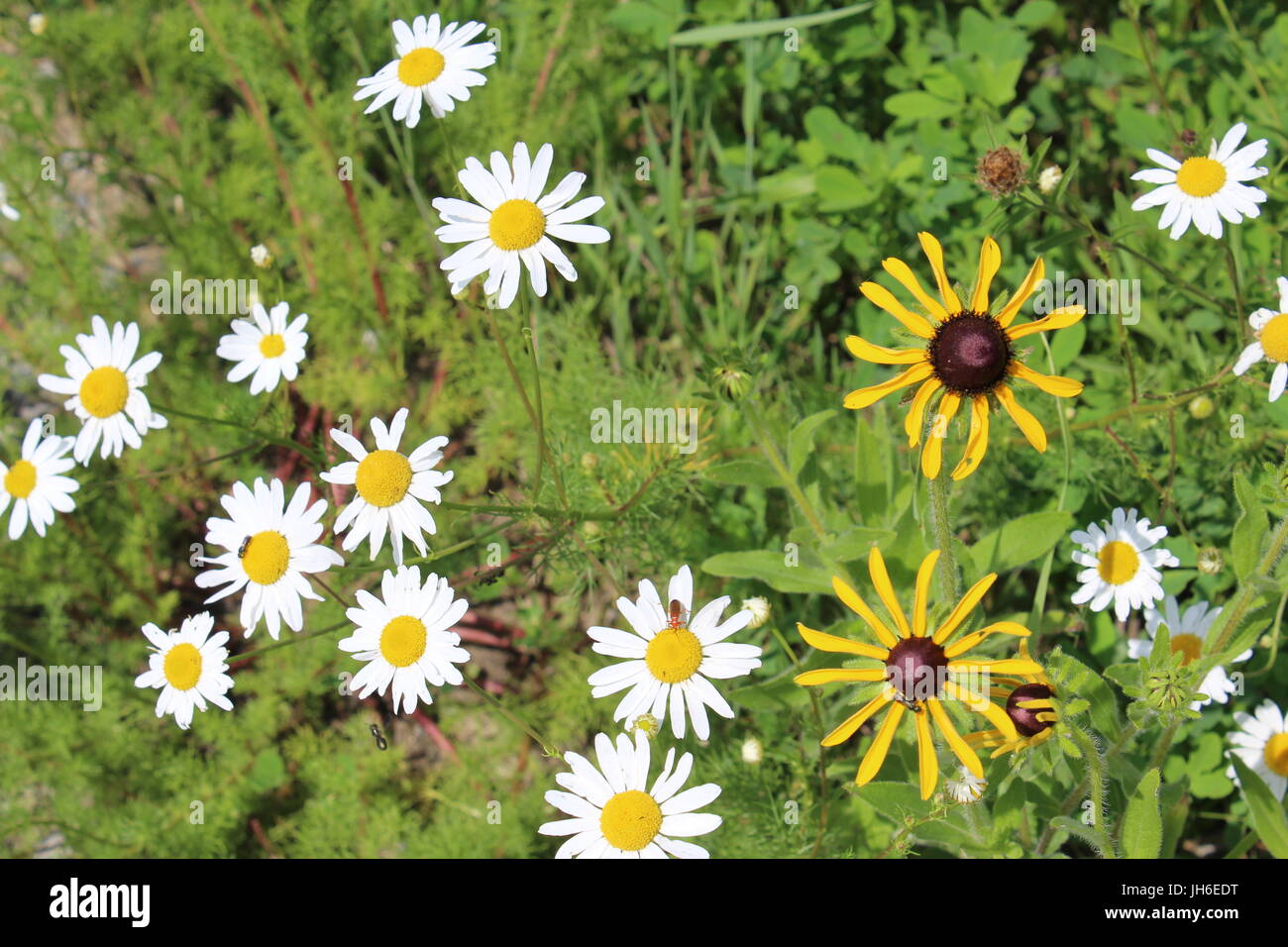 Claireville Conservation Trail Stock Photo Alamy