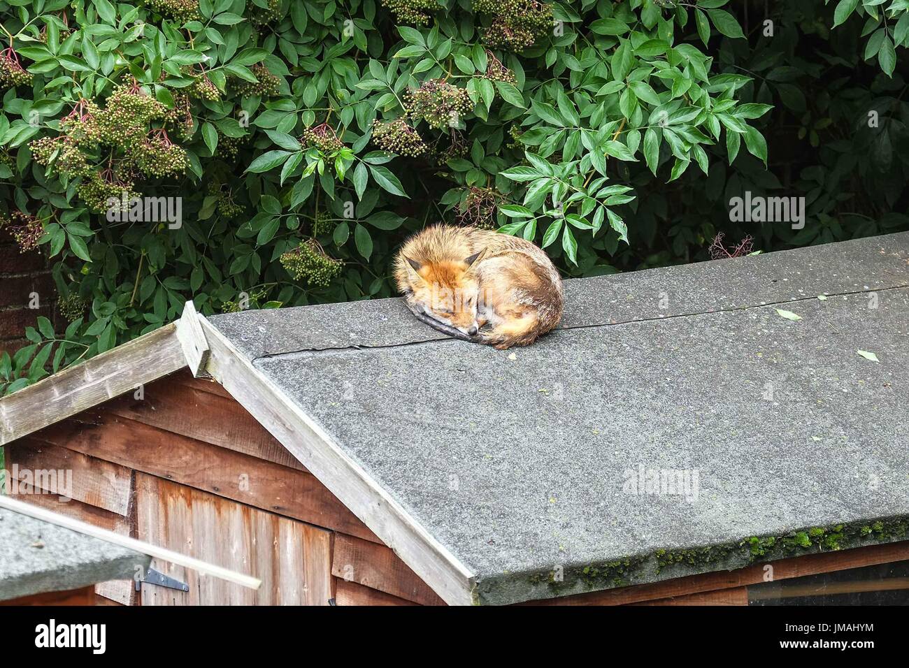 london, uk. 26th july, 2017. an urban red fox sleeping on a garden london, uk. 26th july, 2017. an urban red fox sleeping on a garden