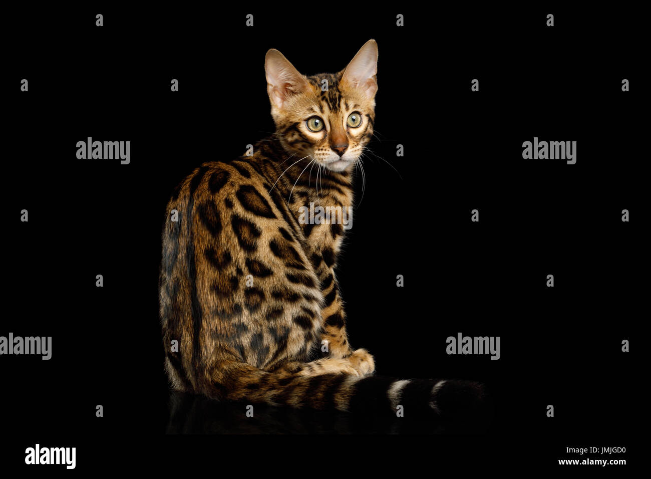 Seven Things About Bengal Kitten Jersey Channel Islands You Have ... Seven Things About Bengal Kitten Jersey Channel Islands You Have ...
