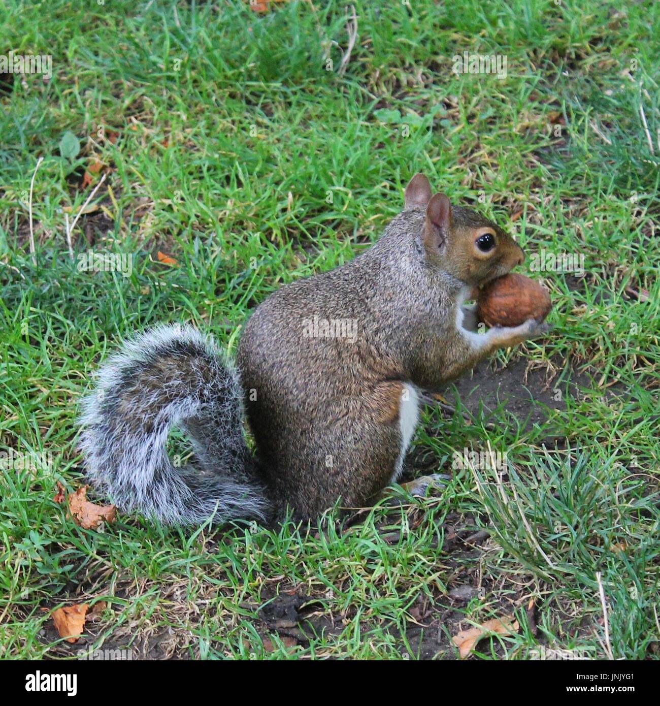 Furry Tail Stock Photos & Furry Tail Stock Images Alamy