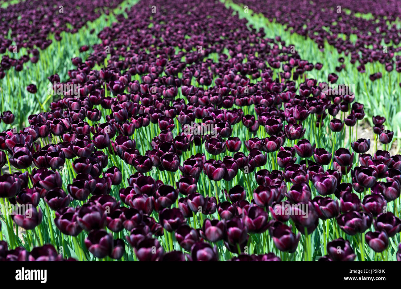 Field Of Queen Of The Night Black Tulips Teylingen Bollenstreek Region