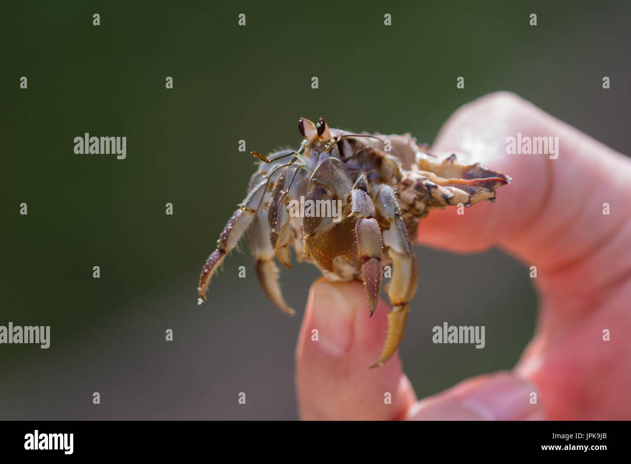 How to Hold a Hermit Crab forecast How to Hold a Hermit Crab recommendations
