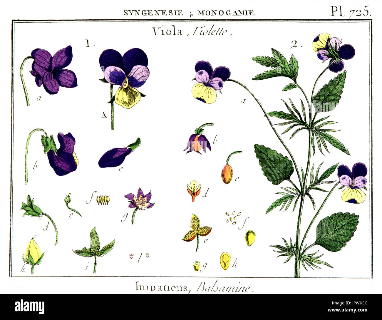 Viola Drawing Stock Photos & Viola Drawing Stock Images Alamy
