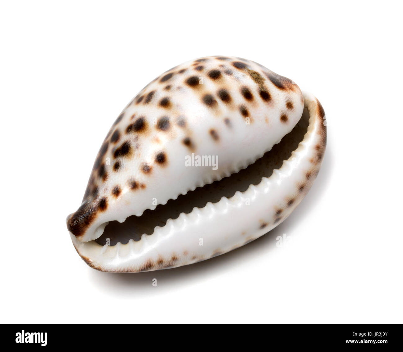 Shell Of Cypraea Tigris Isolated On White Background Stock Photo Alamy