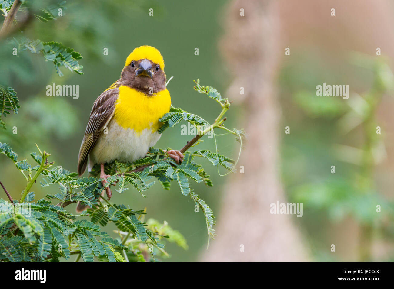 Baya Weaver Ploceus Philippinus Weaving Its Nest Stock Photo Alamy