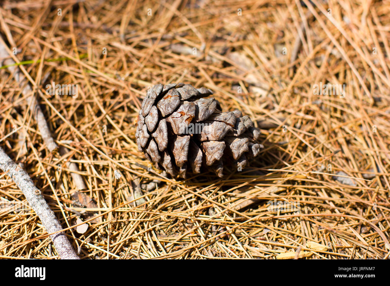 yellow pine women Southern yellow pine is not a species it is a description of where certain species of pine grow and flourish based on growing climate we produce our knotty pine using alabama longleaf southern yellow pine | see more ideas about southern, pine and pine tree. yellow pine women Southern yellow pine is not a species it is a description of where certain species of pine grow and flourish based on growing climate we produce our knotty pine using alabama longleaf southern yellow pine | see more ideas about southern, pine and pine tree.