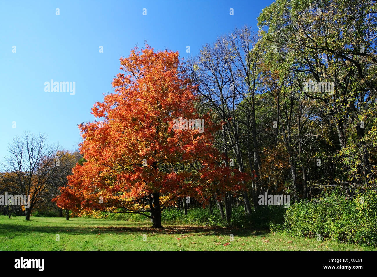 maple tree morton arboretum lisle illinois stock photos lisle illinois stock images alamy maple tree morton arboretum lisle illinois stock photos lisle illinois stock images alamy