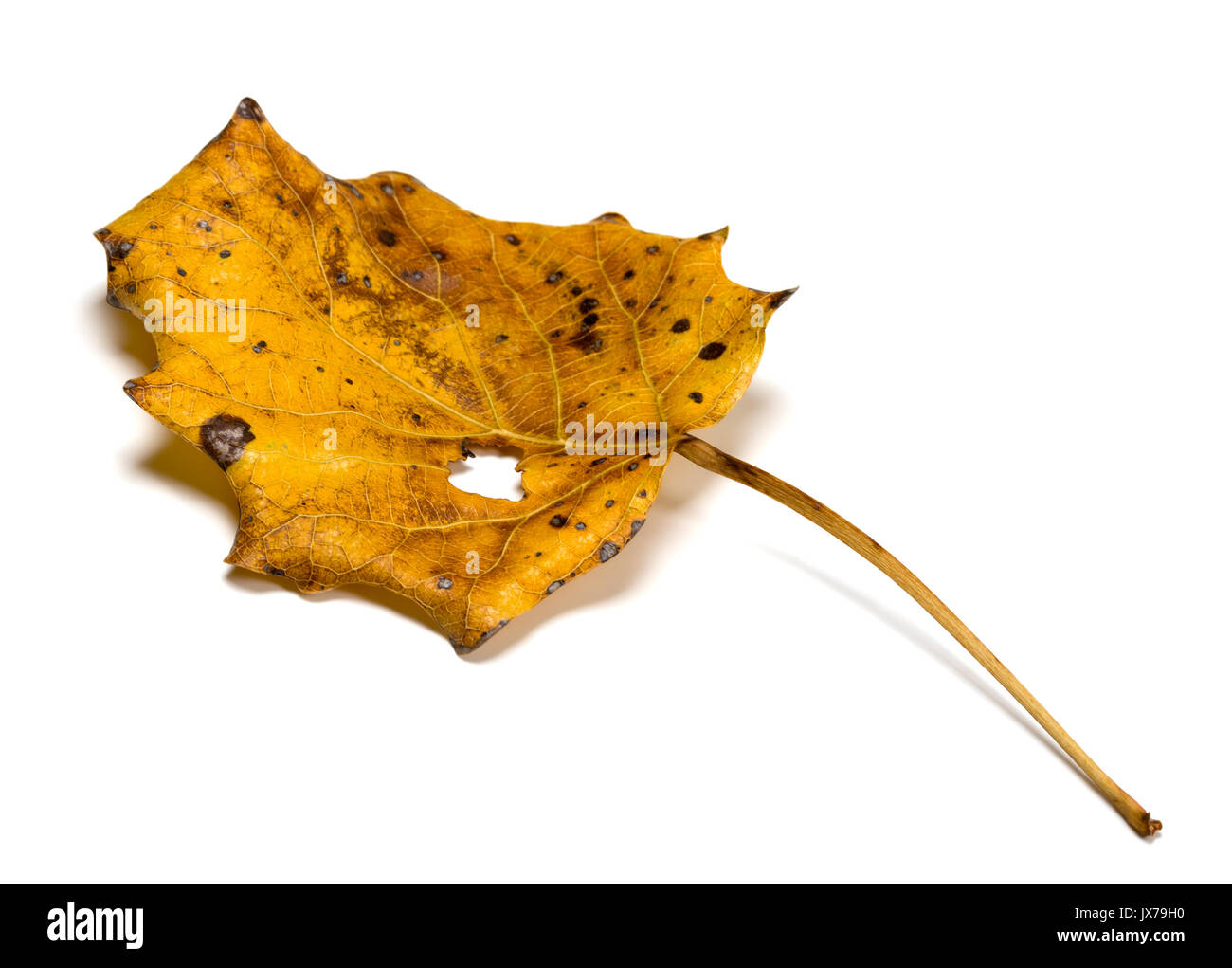 Autumn Dry Quaking Aspen Populus Tremula Leaf With Hole Isolated On