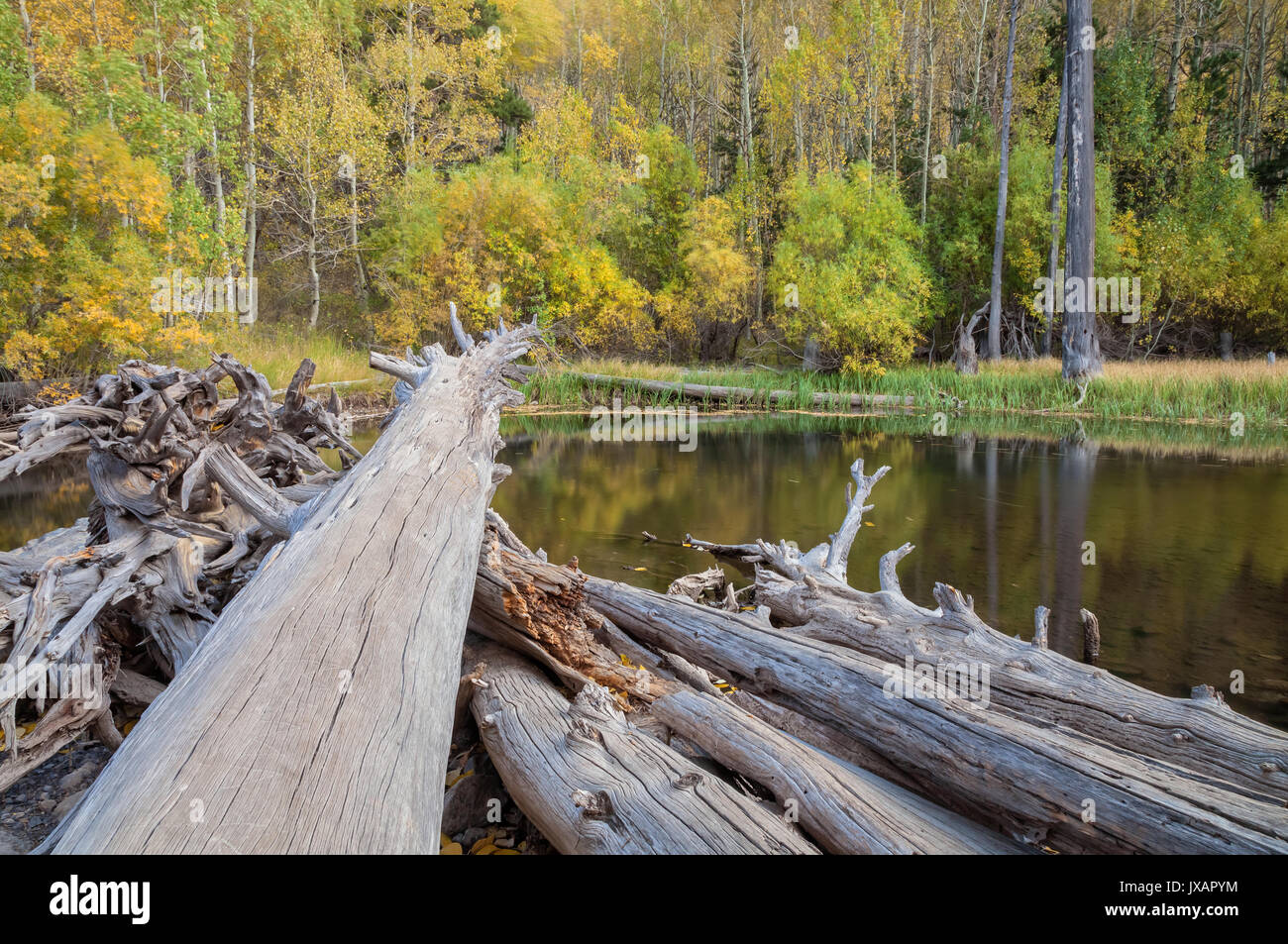 Dead redwood trees and the fall foliage along the river bend at June Lake Loop, June Lake, Eastern Sierra Nevada Stock Photo