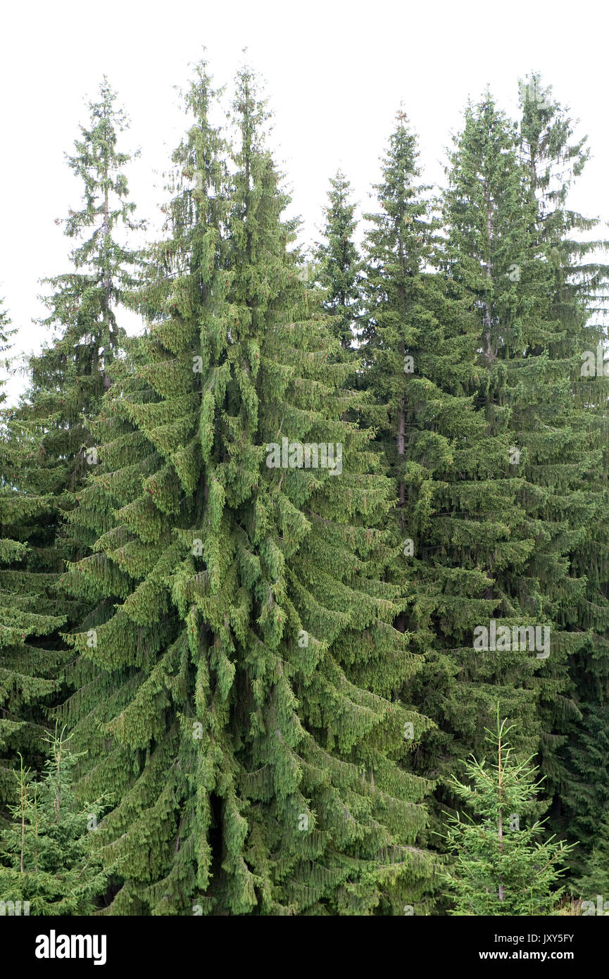 Brewers Weeping Spruce Picea Breweriana Bucegi Mountains Romania Large Evergreen Coniferous Tree Vulnerable IUCN Red Data List Brewers Weeping Spruce Picea Breweriana Bucegi Mountains Romania Large Evergreen Coniferous Tree Vulnerable IUCN Red Data List