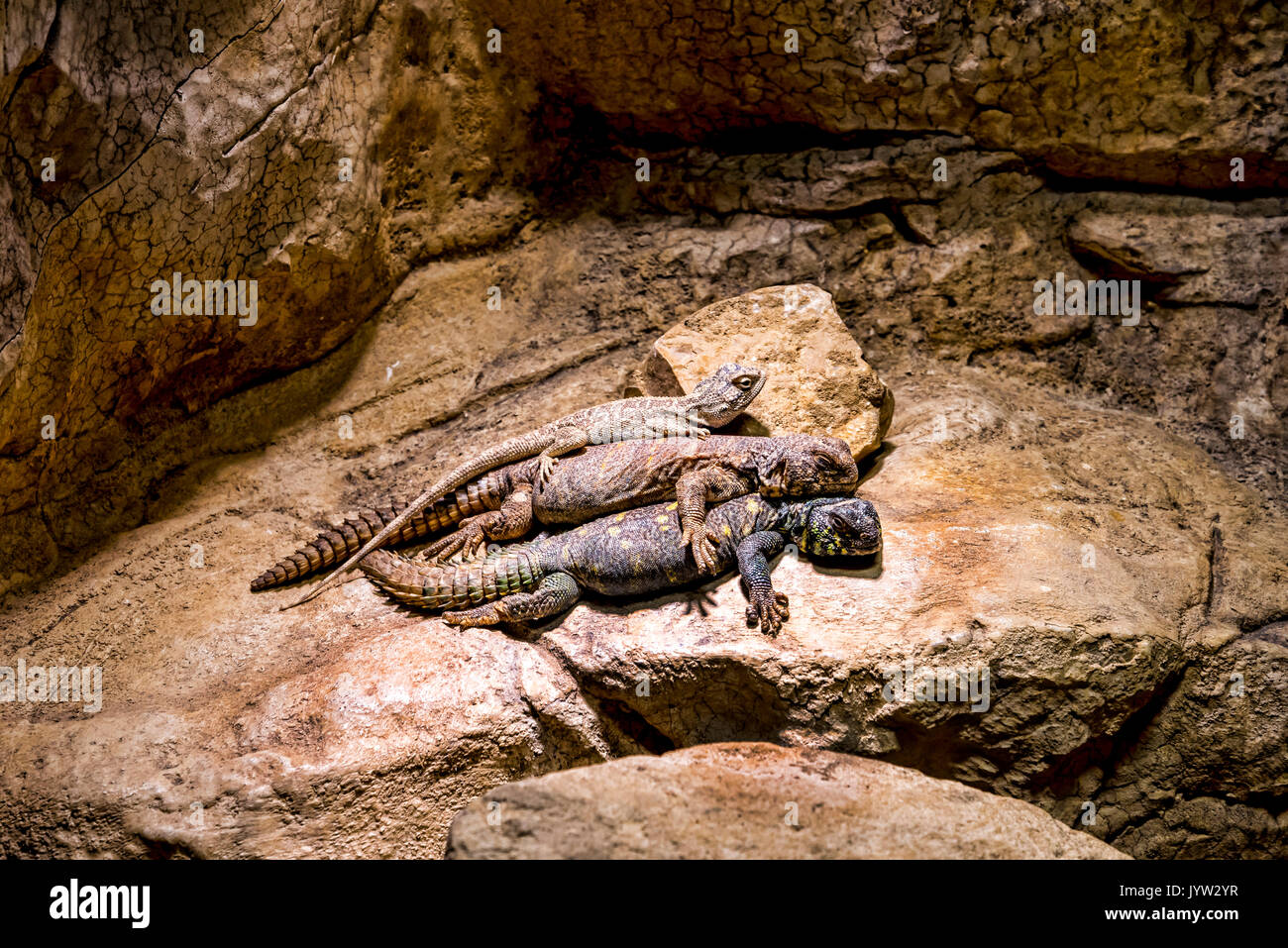 Zoological Gardens and Aquarium in Berlin Germany.The Berlin Zoo is