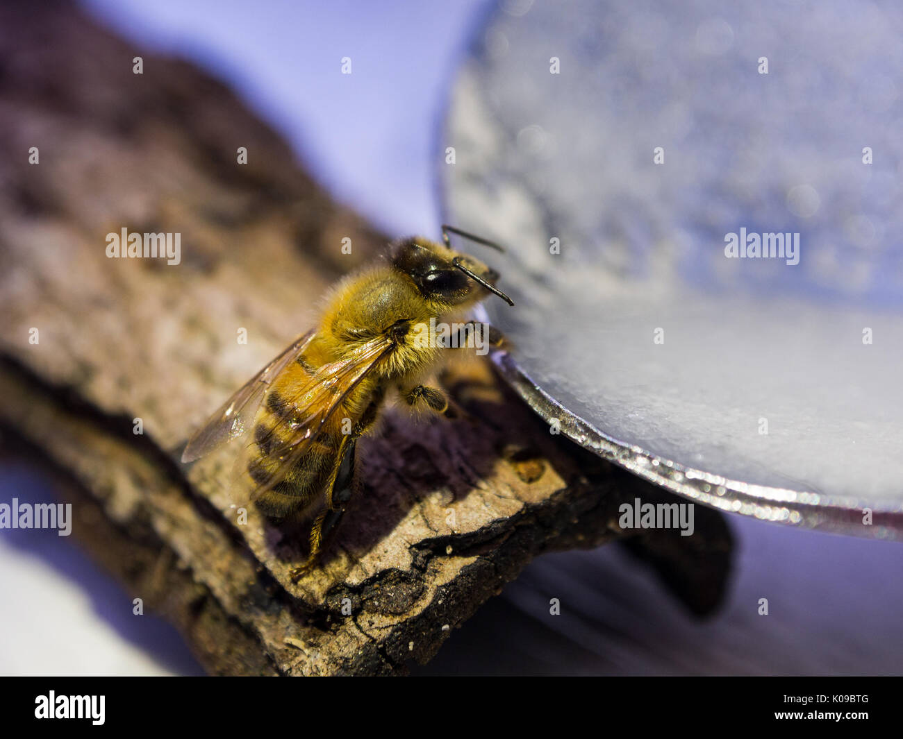 insect drinks stock photos insect drinks stock images insect drinks stock photos insect drinks stock images