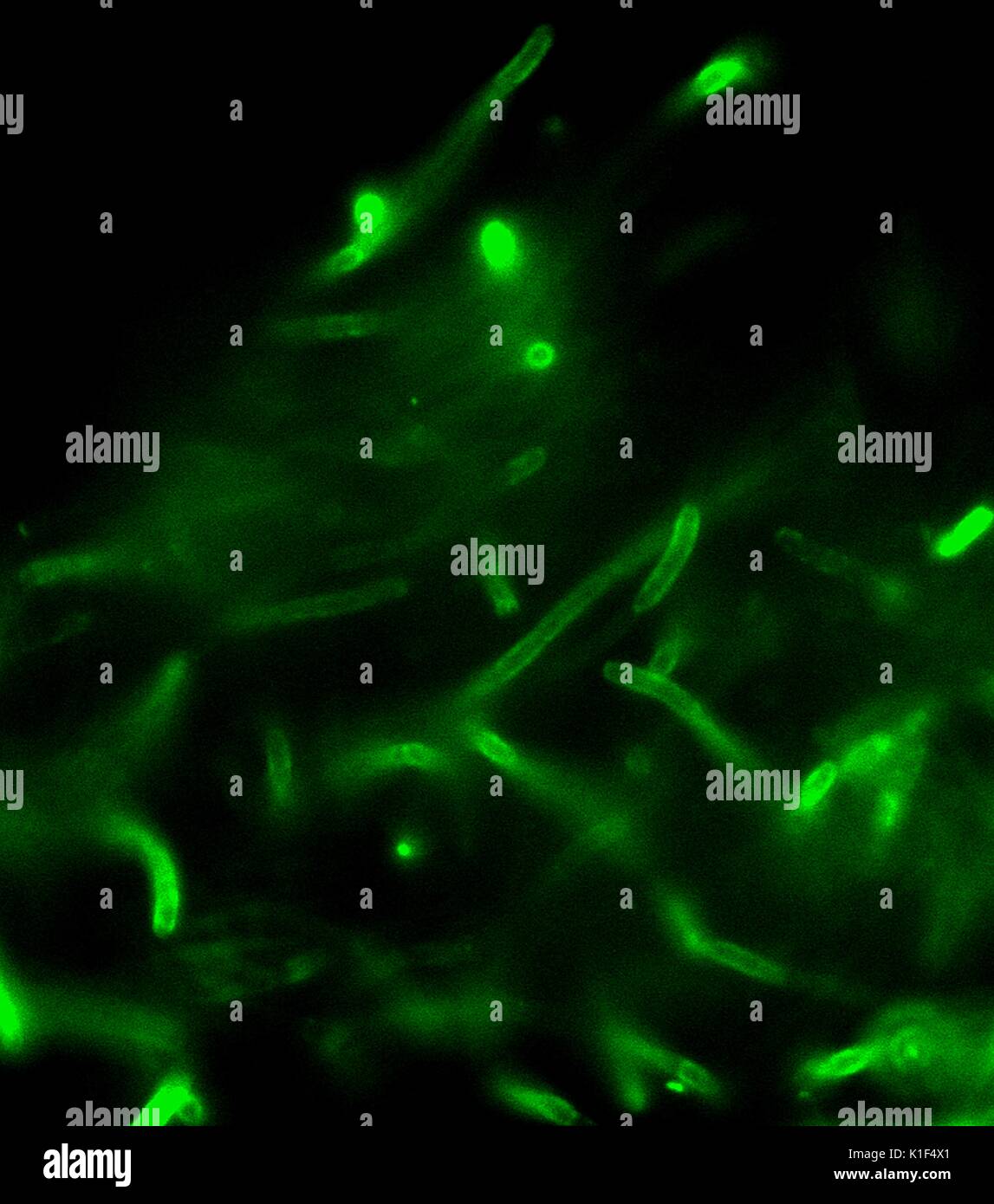cell wall and magnification factor Yeast cell wall β-glucans exhibit valuable functional the possibility of using deproteinated potato juice water light microscope at 600-fold magnification. cell wall and magnification factor Yeast cell wall β-glucans exhibit valuable functional the possibility of using deproteinated potato juice water light microscope at 600-fold magnification.